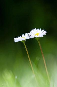 娇滴滴的花朵-1