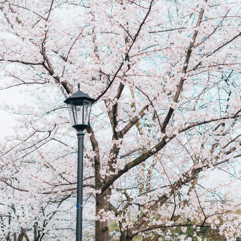 清新淡雅浪漫樱花