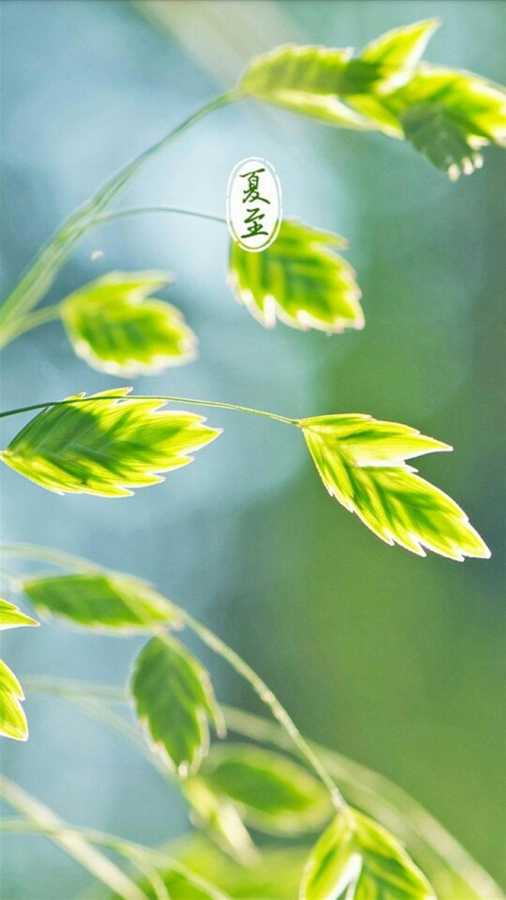 清新自然二十四节气锁屏