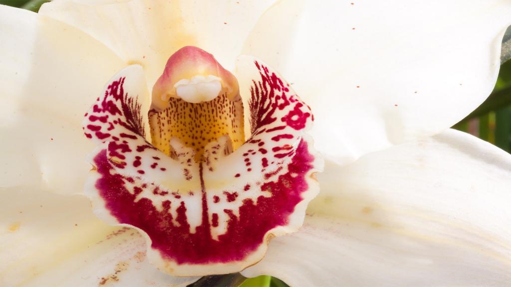 绽放的大花蕙兰