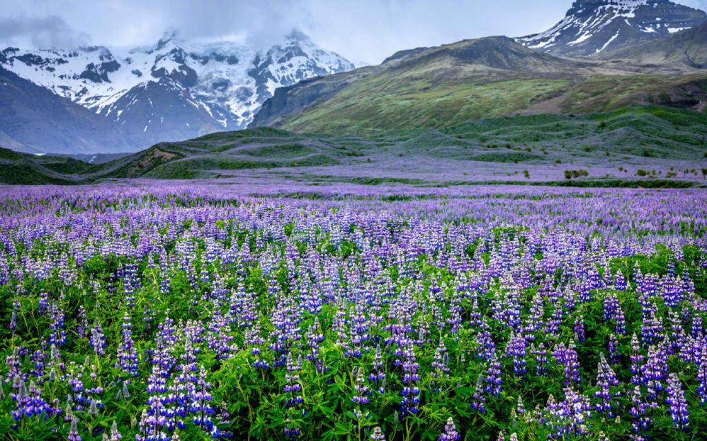 小清新鲁冰花唯美花语
