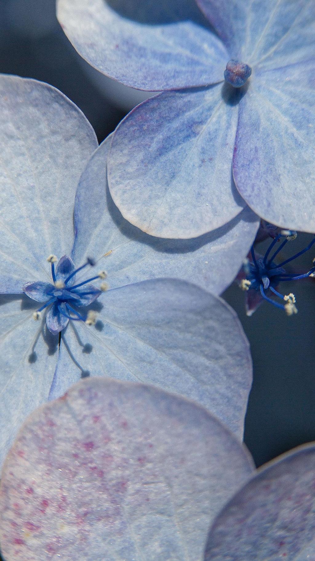 清新淡雅的绣球花