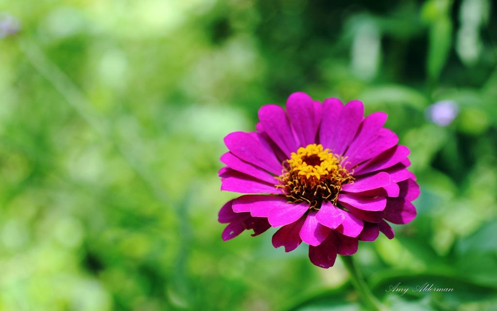 植物园花卉图片