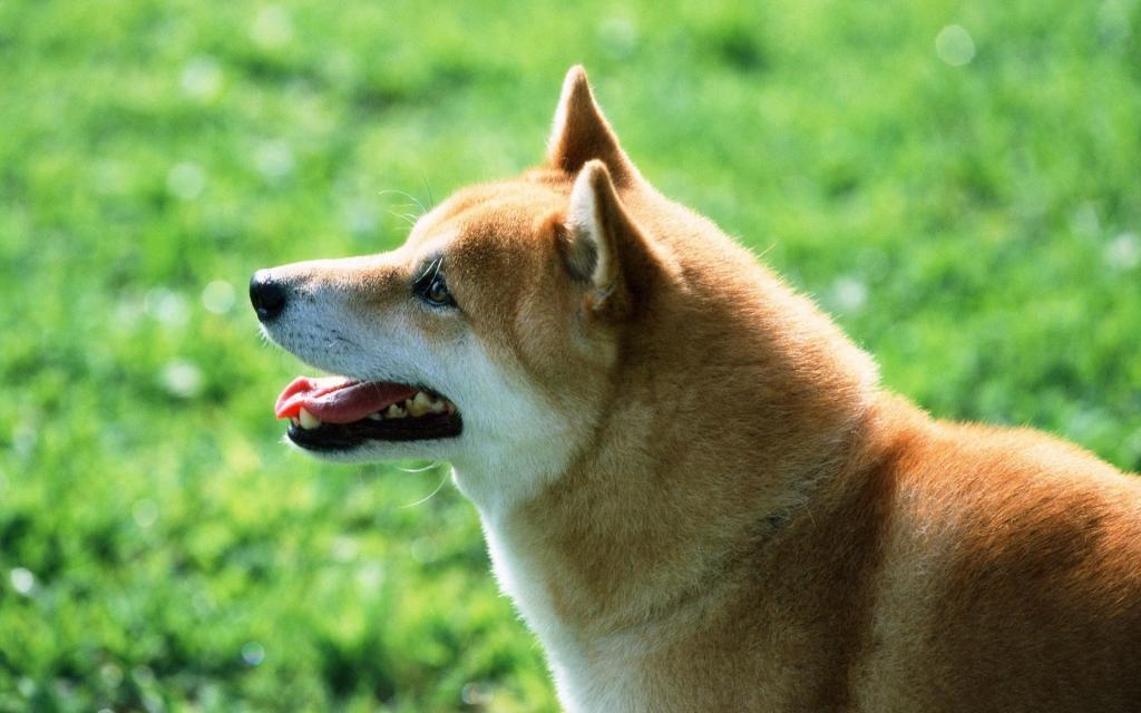 宠物小狗草地玩耍