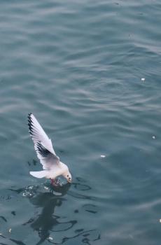 飞过一片时间海