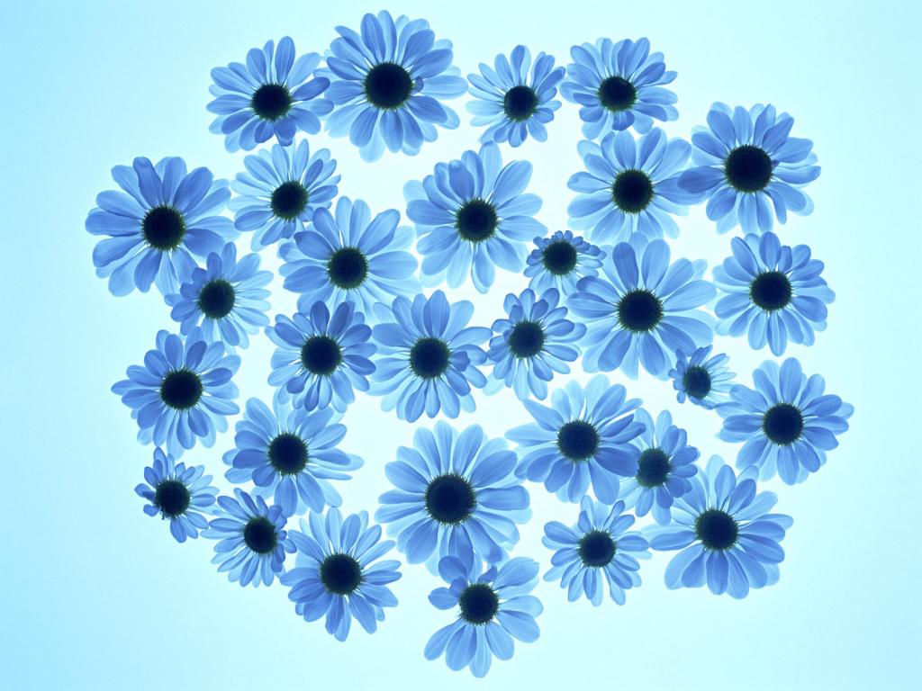 五颜六色鲜菊花