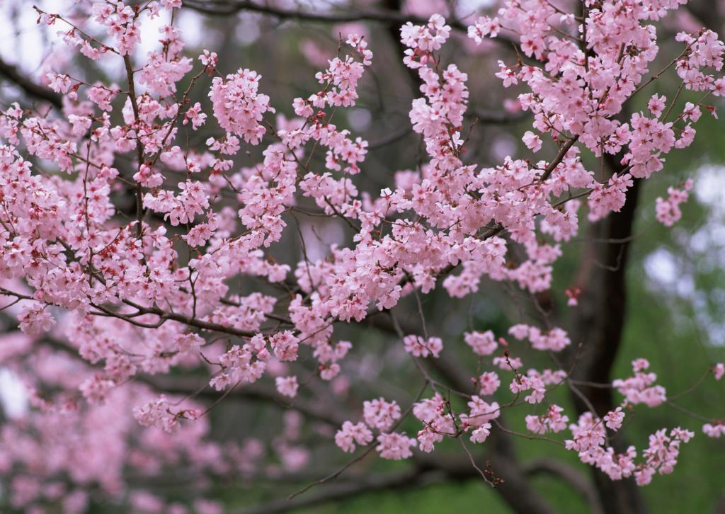 桃花烂漫