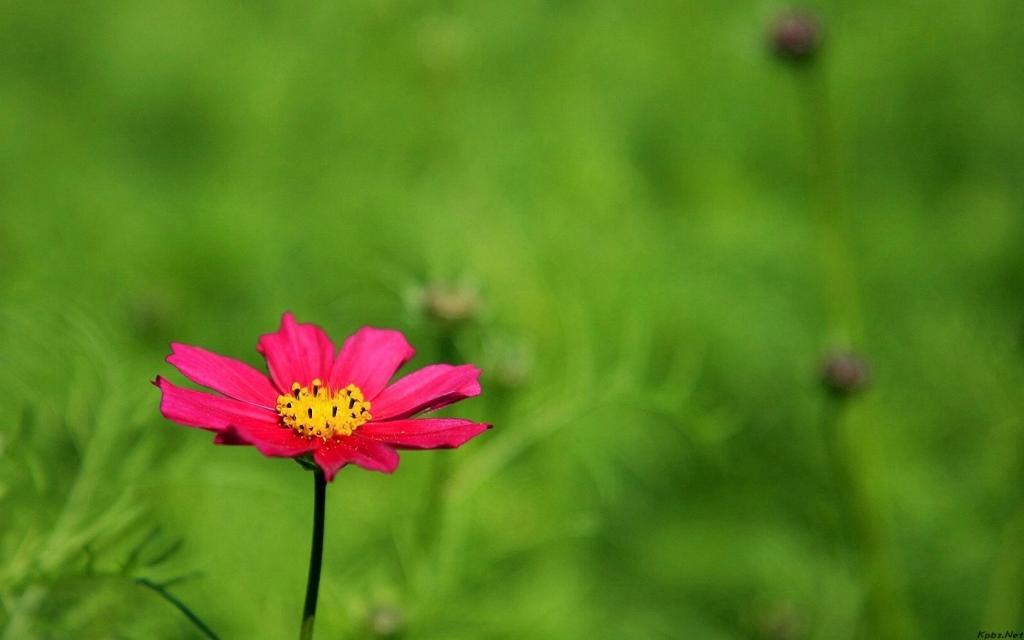 清新的大波斯菊