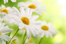 具有清爽气的小白菊