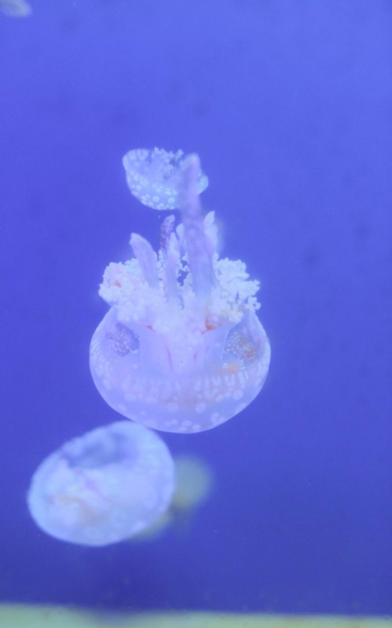 梦幻海洋生物水母