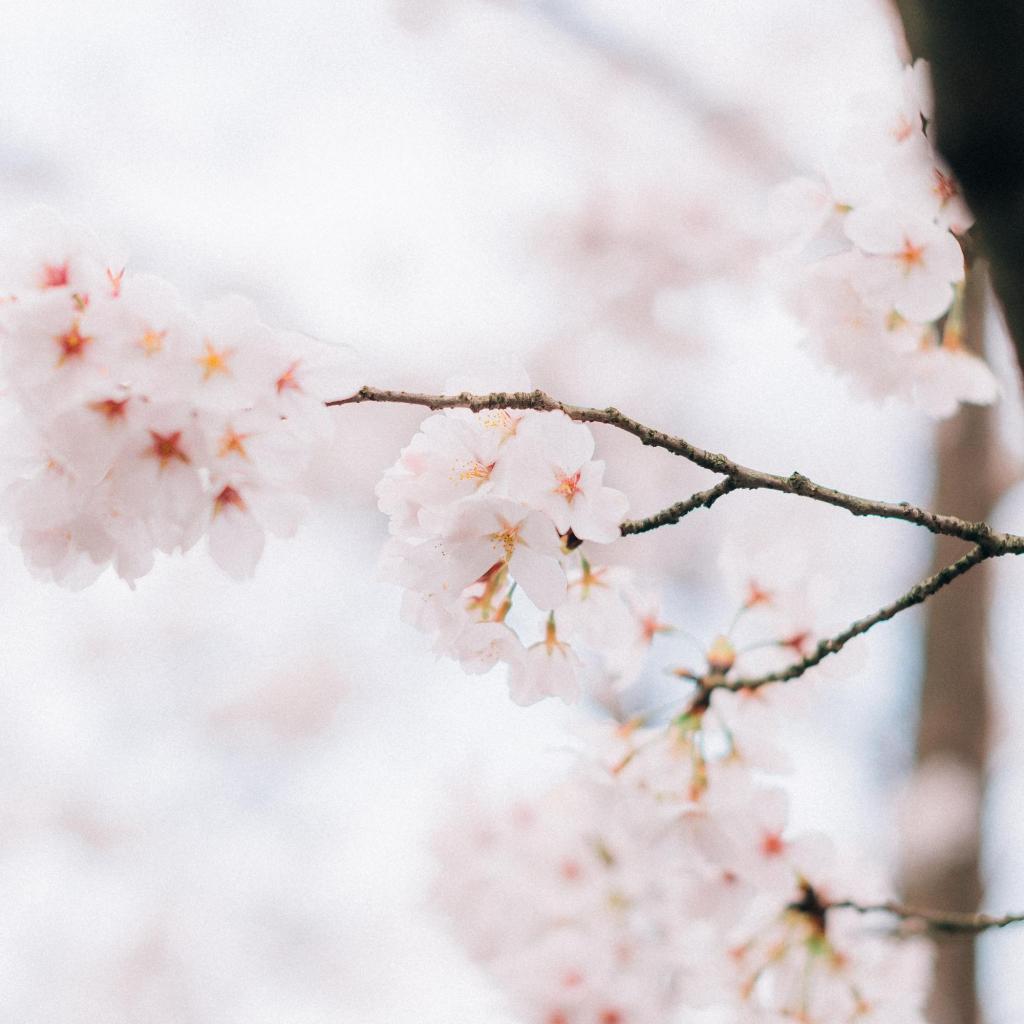 清新淡雅浪漫樱花
