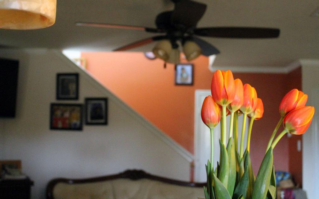 一束郁金香的特写