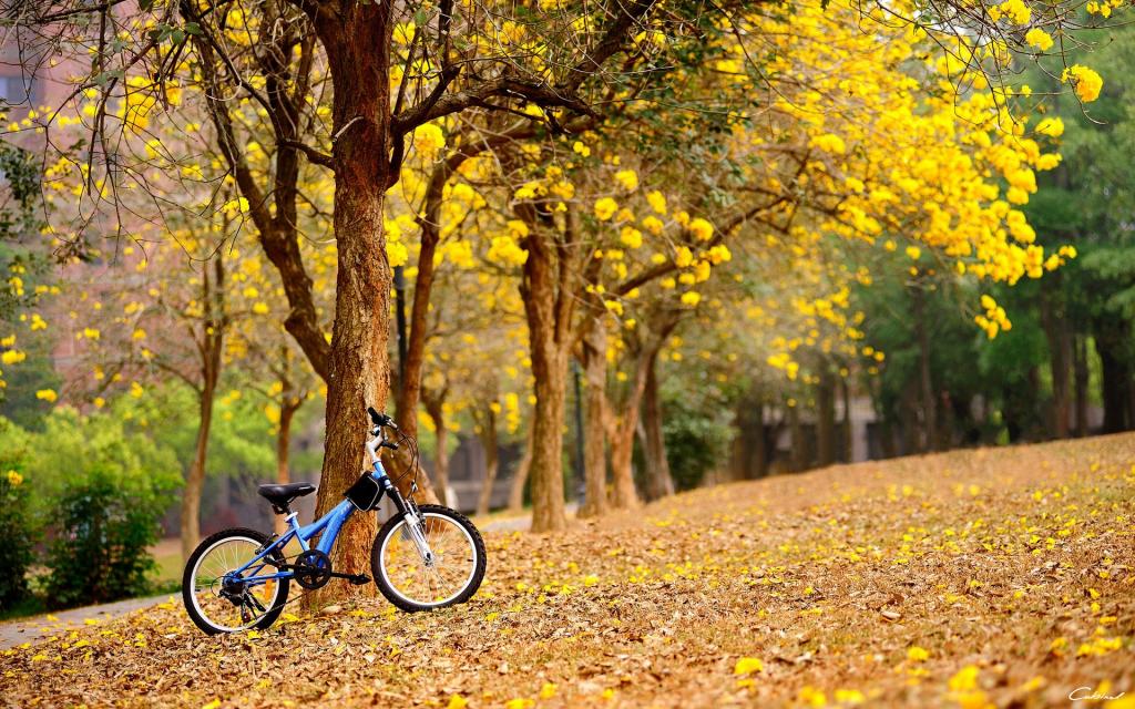 唯美自行车风景