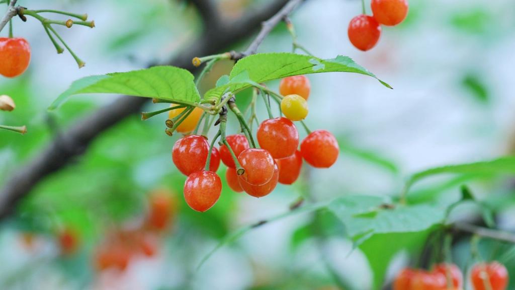 雨后诱人的樱桃