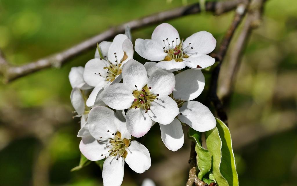 清新唯美梨花盛开微距摄影