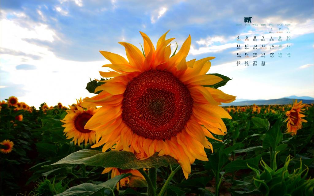 2019年2月盛开在时光里的花朵日历