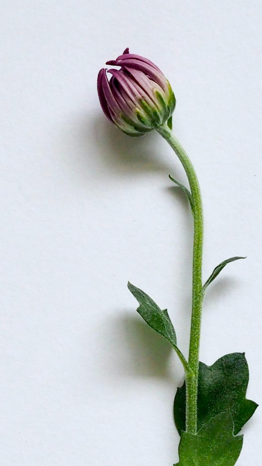 简约风格摄影写真