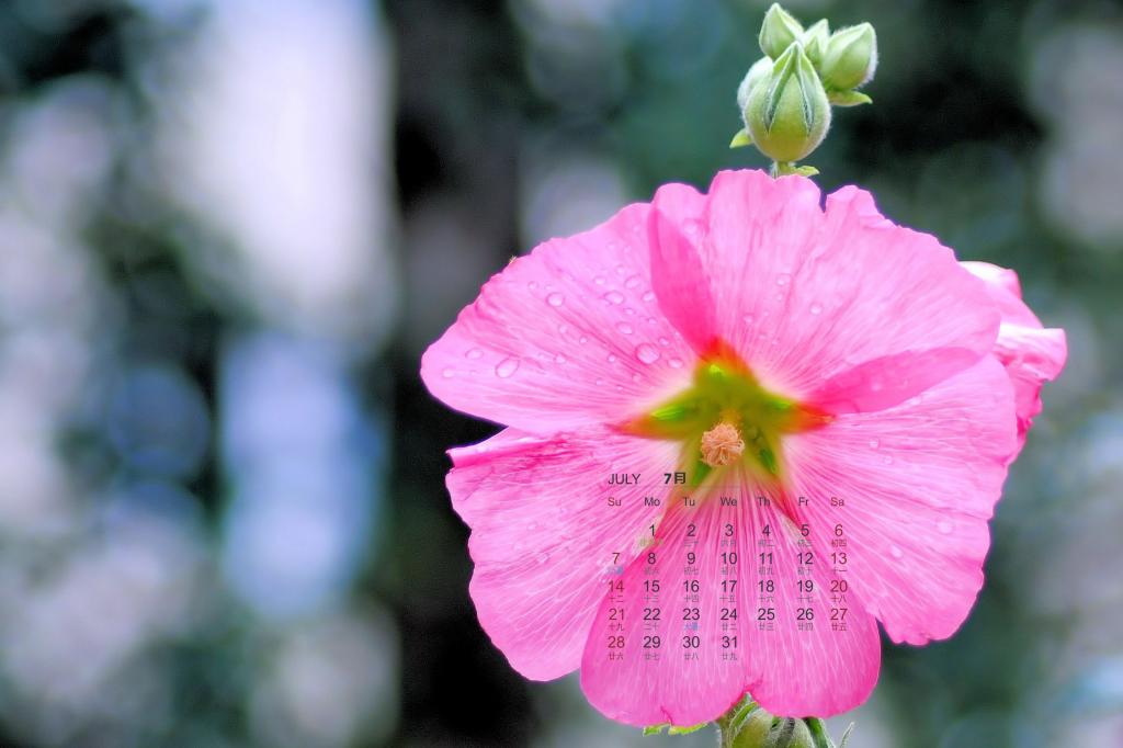 2019年7月修长而挺立的蜀葵日历