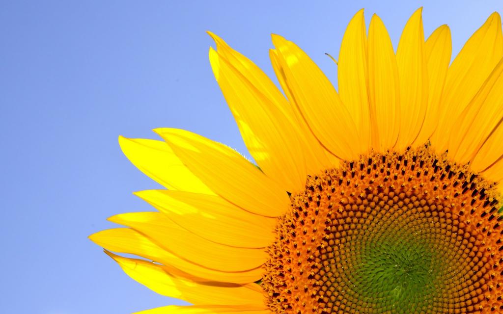 金色向日葵,高清图片,电脑桌面-壁纸族