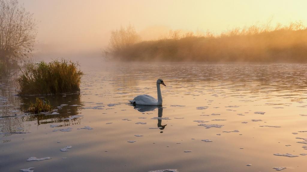 亭亭玉立的白天鹅