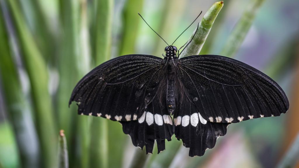 黑蝴蝶唯美写真
