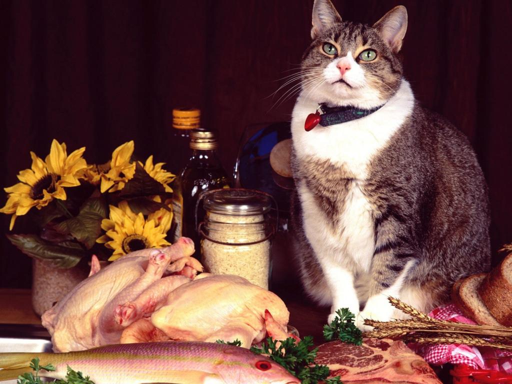 圣诞夜猫咪写真