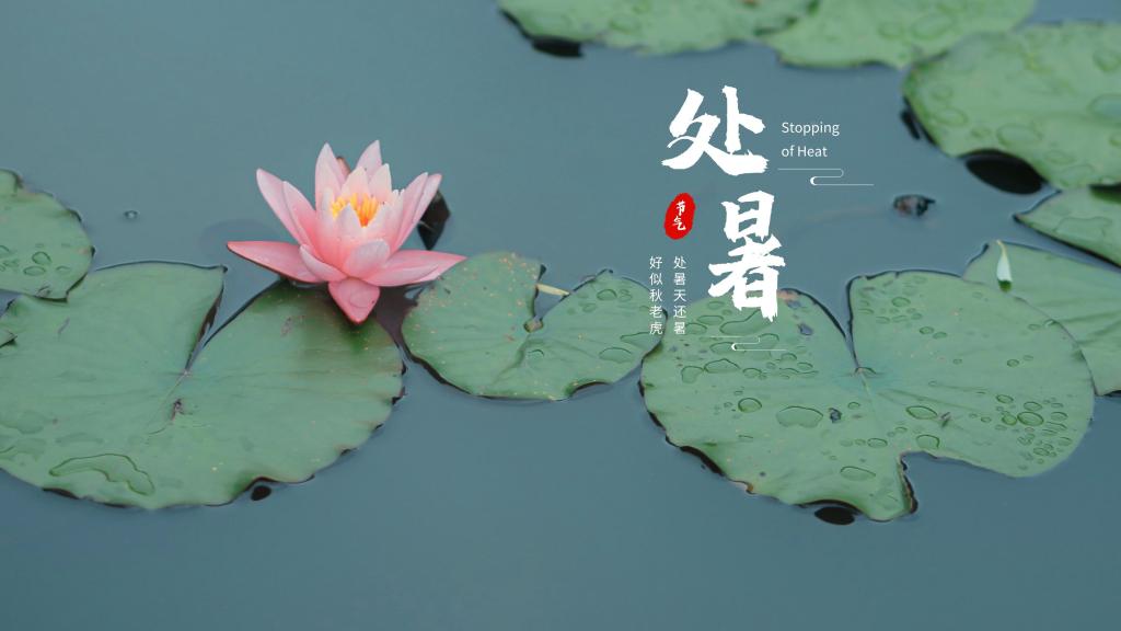 2020处暑节气淡雅莲花清新养眼背景