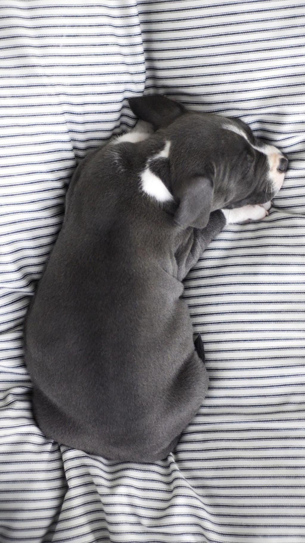 可爱宠物小狗狗