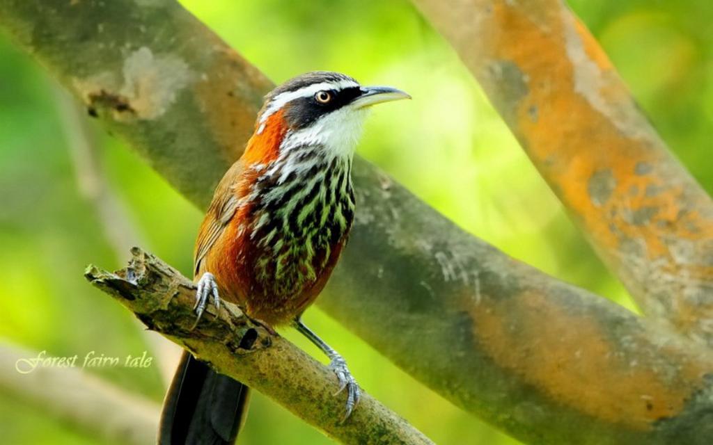 美丽画眉鸟图片