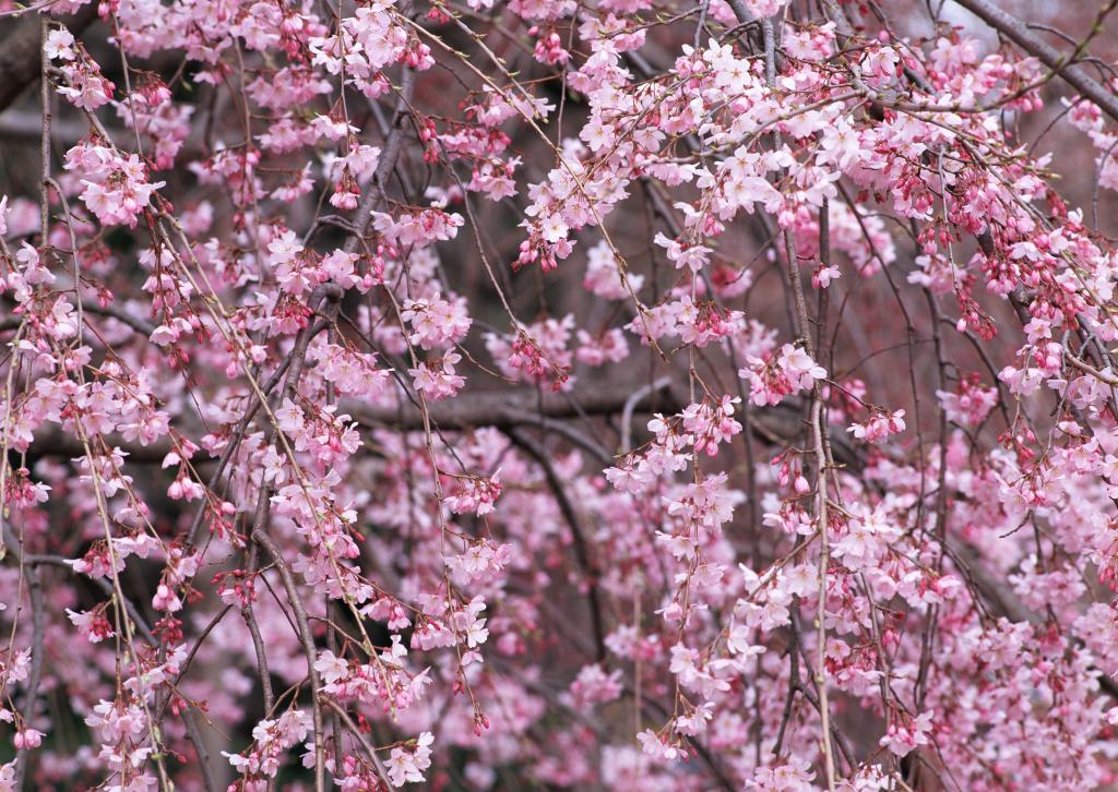 桃花烂漫