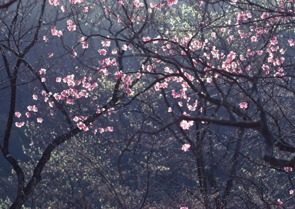 摄影山花烂漫的唯美风景