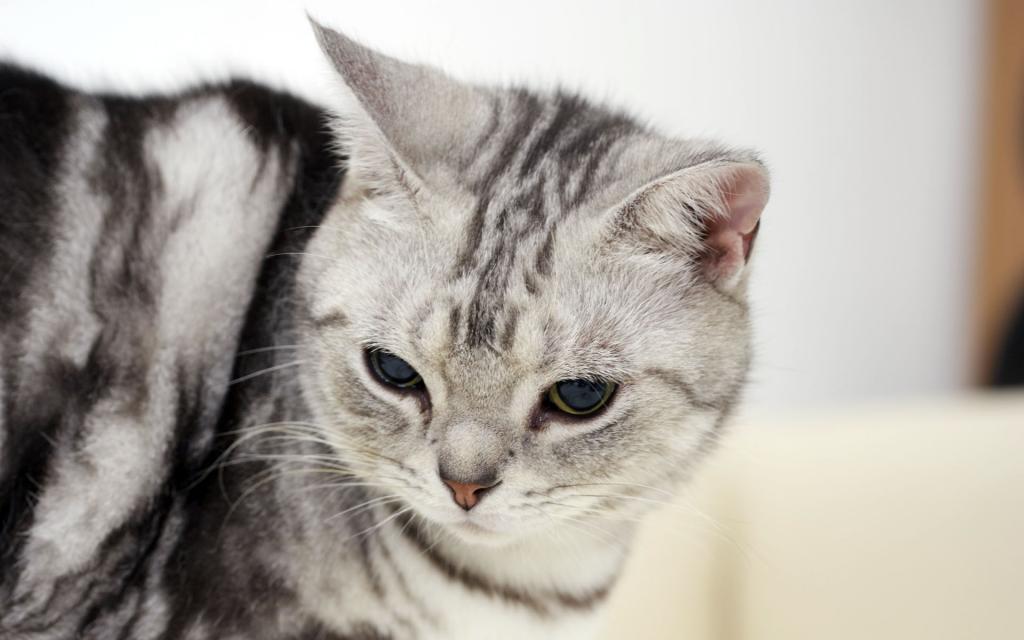 可爱的美国短毛猫写真