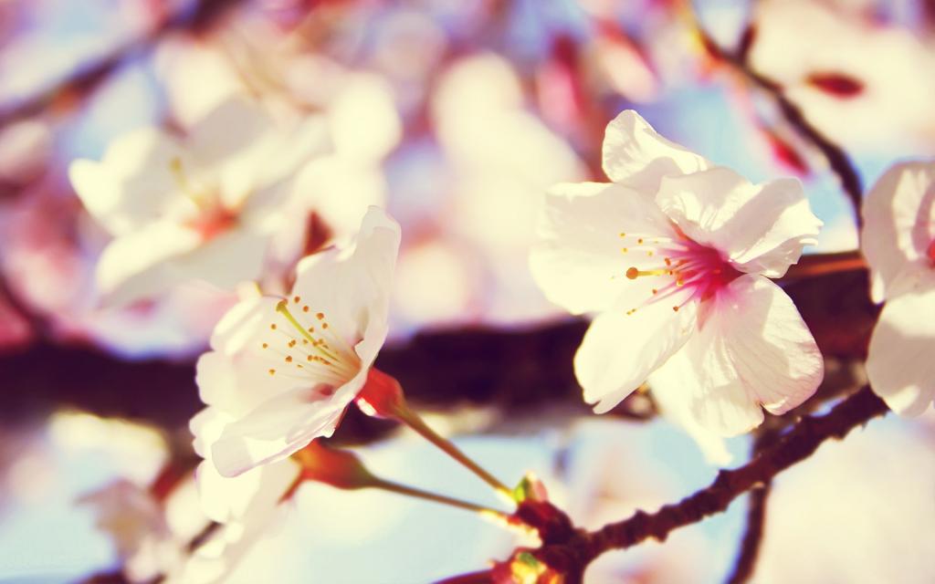 桃花烂漫
