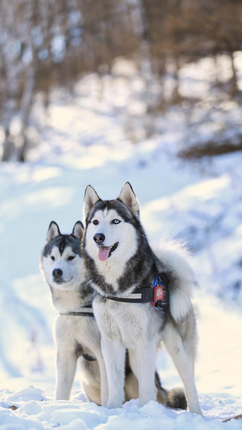 雪地里的哈士奇