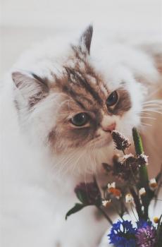 猫星人萌萌美猫-4