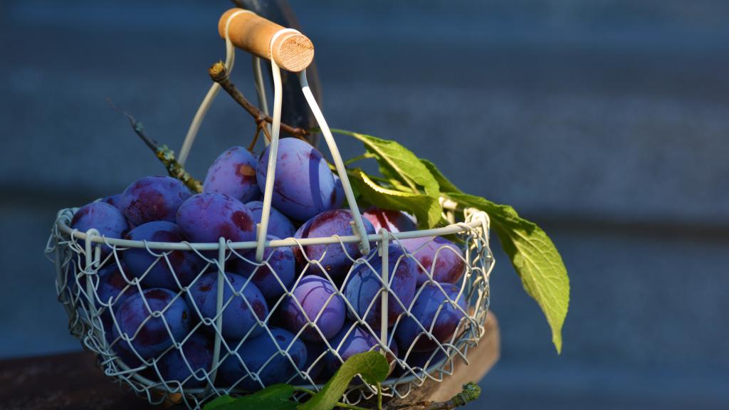 又到李子成熟时