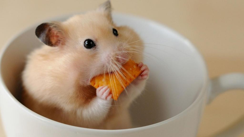 淘气可爱的小仓鼠