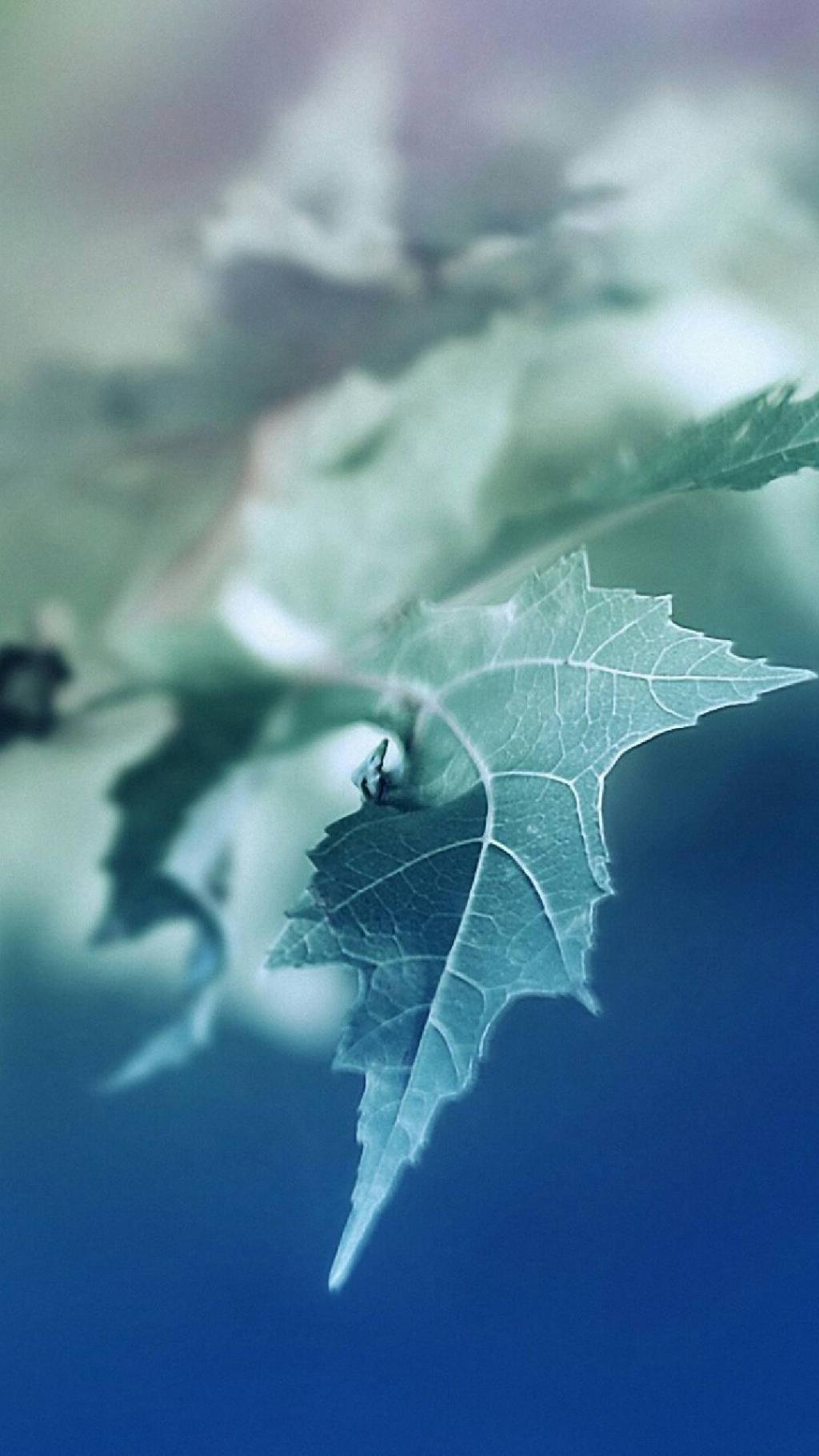 个性绿色植物护眼锁屏