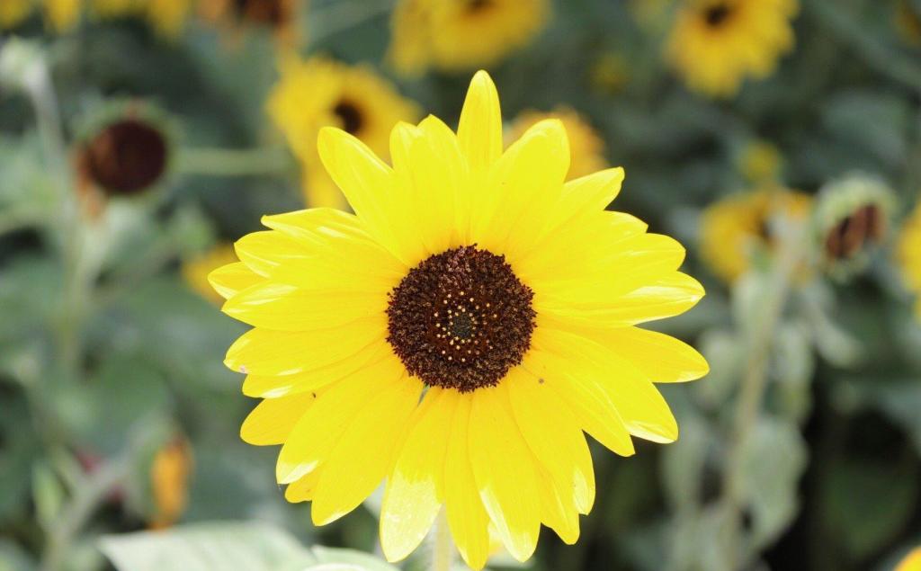 户外看夏日小清新向日葵