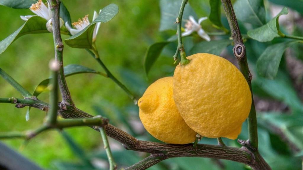 硕果累累清新迷人风光