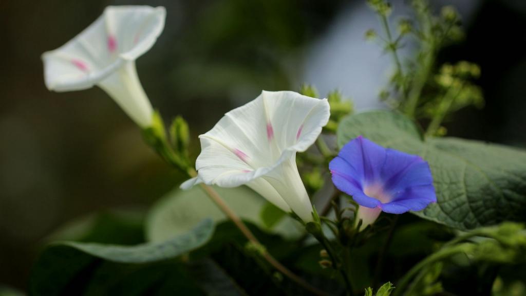 各色各样的牵牛花
