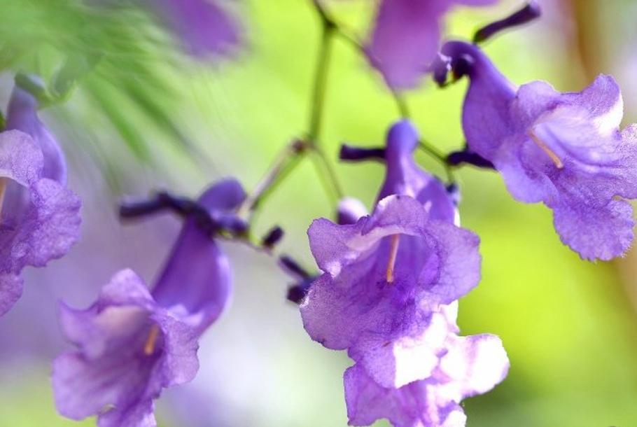 五一昆明网红打卡蓝花楹