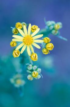 清新花朵护眼锁屏-8