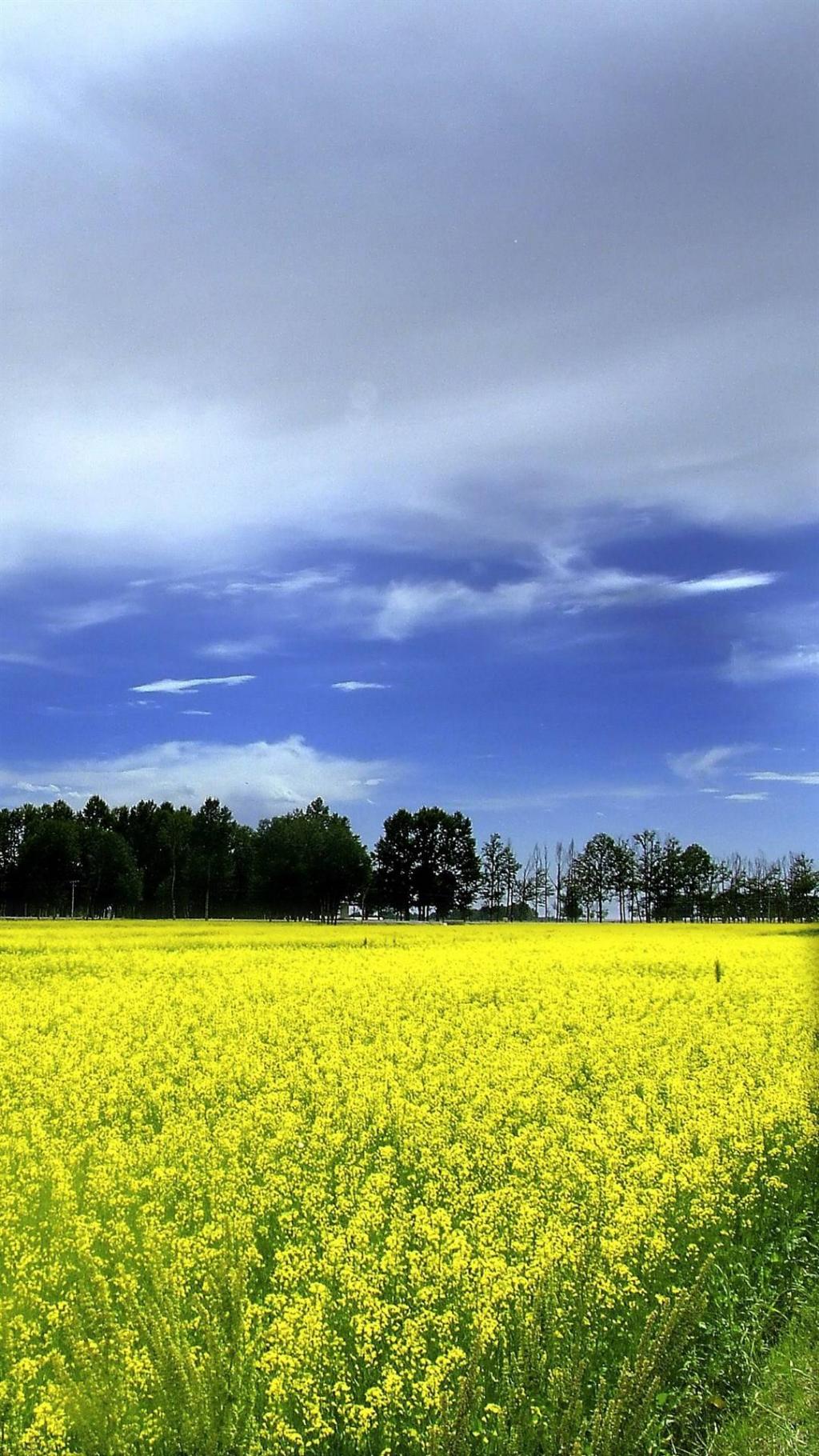 晴朗蓝天油菜花田