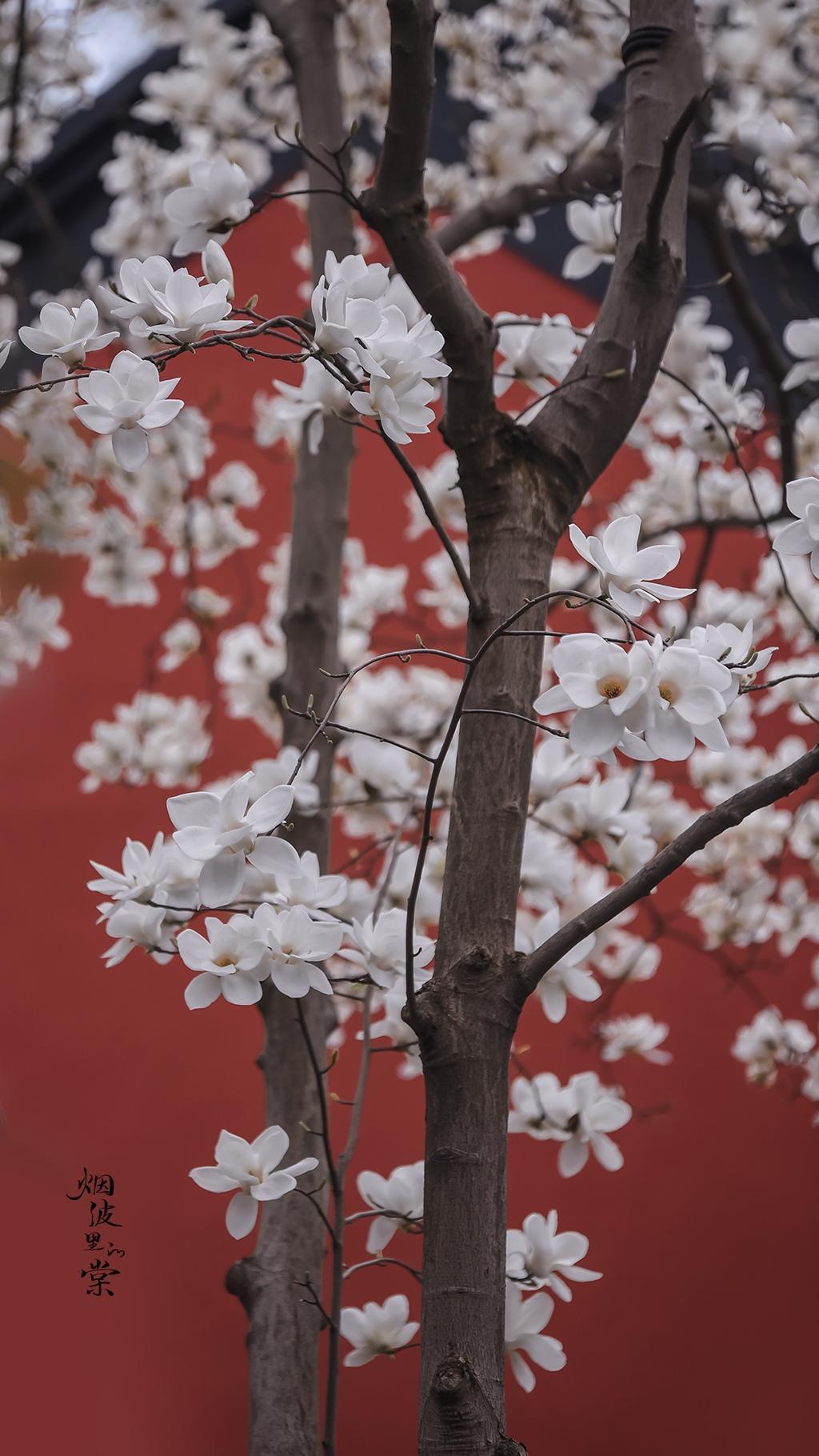 古清凉寺,玉兰花