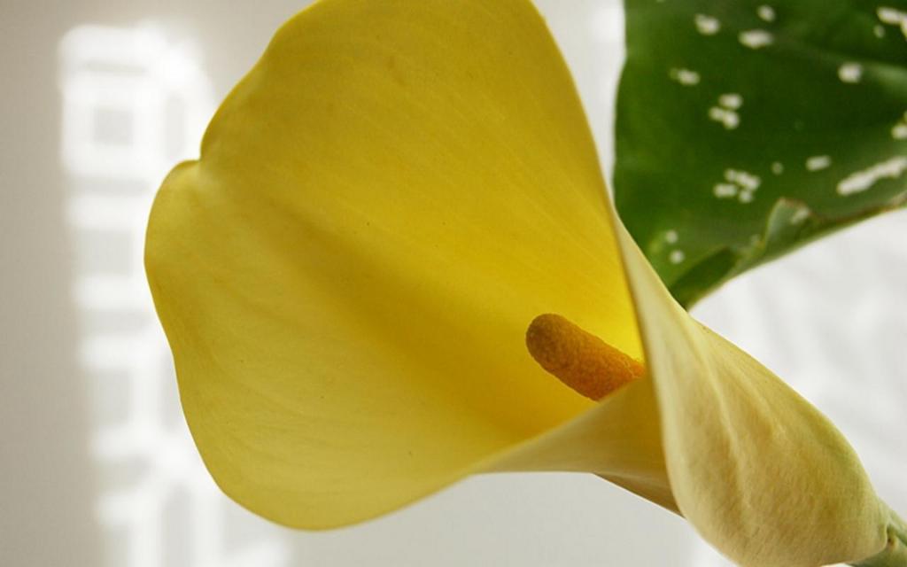 纯洁清新柔美的海芋花语