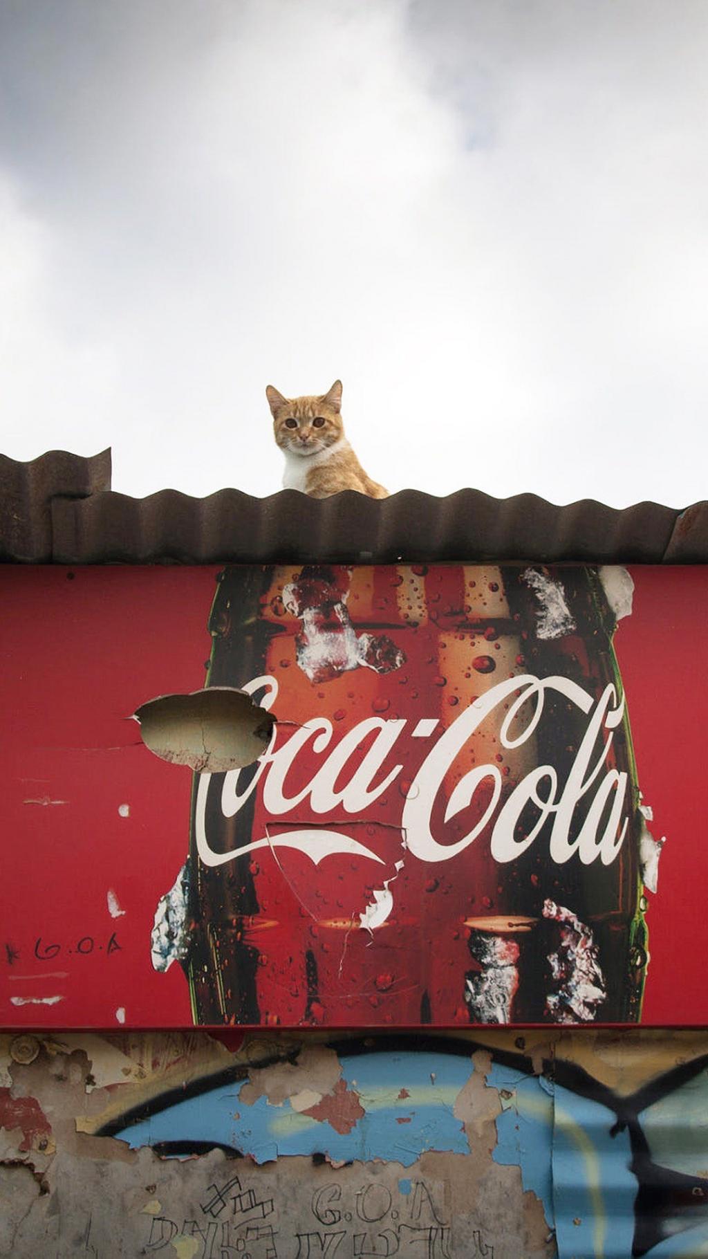 可爱的花猫生活场景