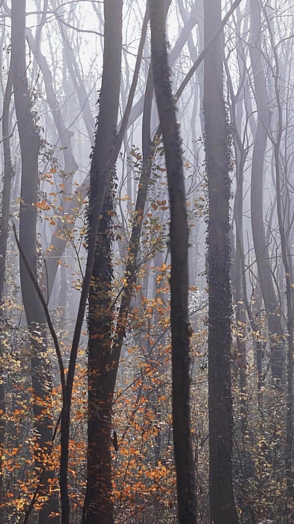 迷人的树林风光摄影