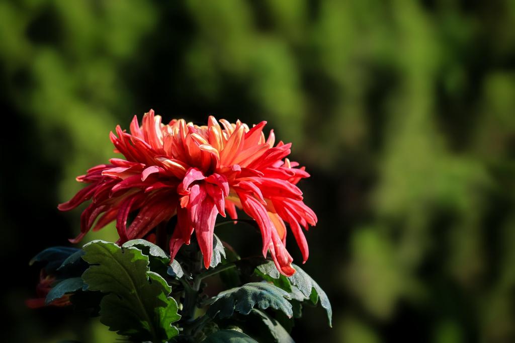 九月初九重阳佳节唯美菊花微距摄影
