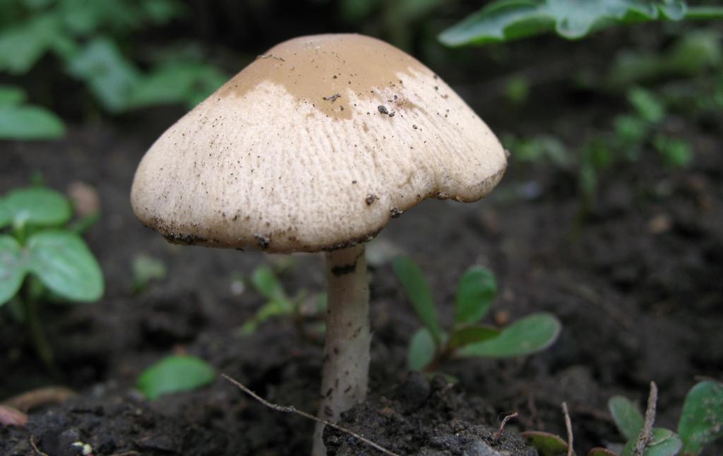 野生菌类蘑菇